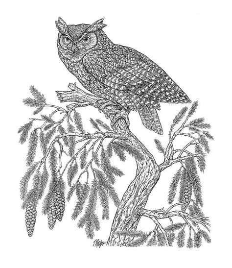 Great Horned Owl Loose In The Spruce Unlabeled Drawing By Tim Phelps