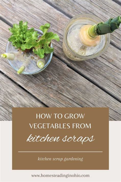 Learn How To Grow Vegetables From Scraps Kitchen Scrap Gardening Saves