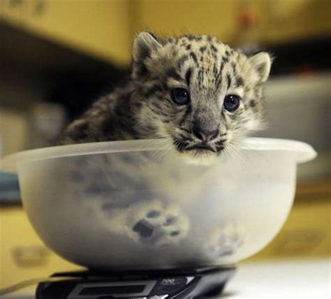 Just A Baby Snow Leopard In A Bowl Aww