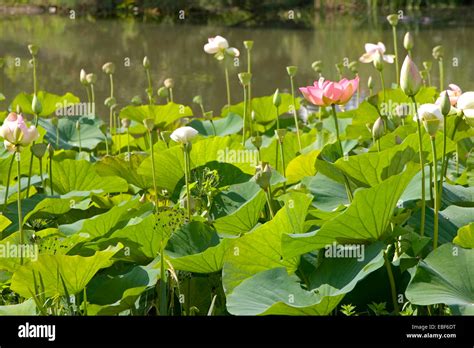 Sacred Lotus Nelumbo Nucifera Stock Photo Alamy