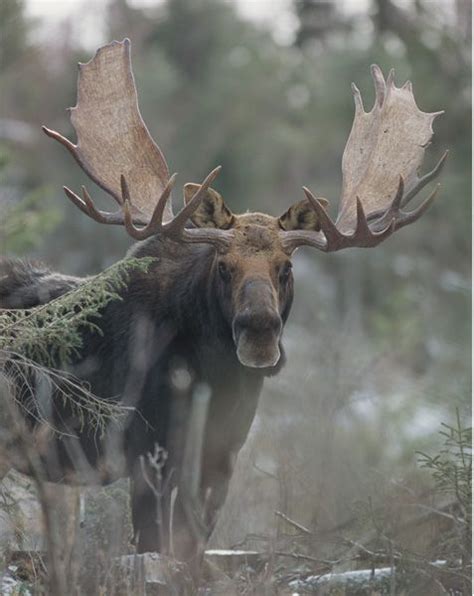 1000 Images About I Luv Moose♡ On Pinterest Moose Alaska And Calves
