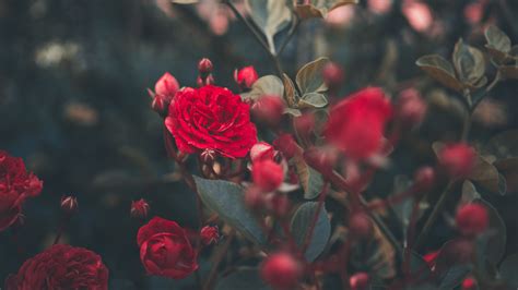 Wallpaper rose wallpapers we have about (3,093) wallpapers in (1/104) pages. Download wallpaper 3840x2160 rose, bush, bud, red, garden ...