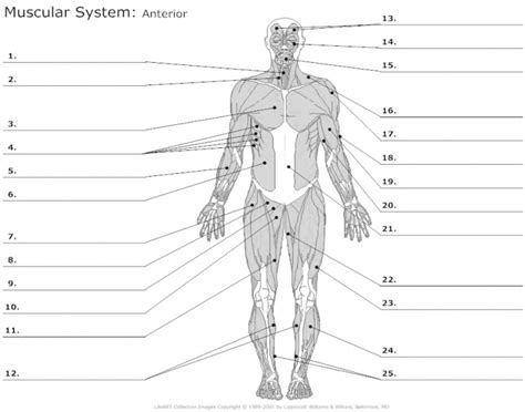 Anterior Muscular System Quiz
