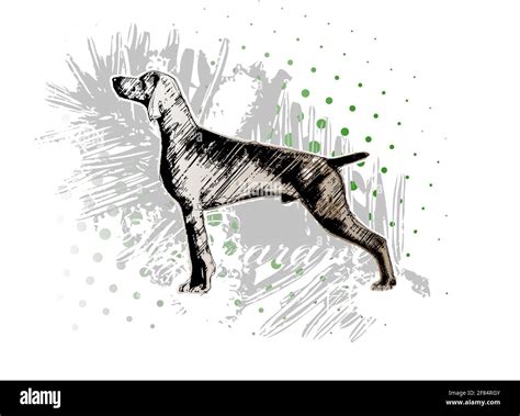 Weimaraner Dog Poster Background Stock Vector Image And Art Alamy