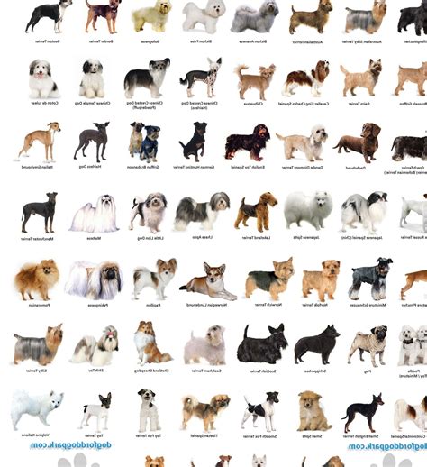 Small Dog Breeds Dog Breeds In Alphabetical Order Names Of Dog Breeds