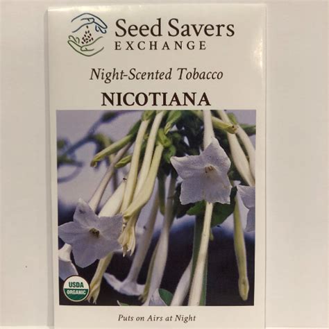 Night Scented Tobacco Nicotiana Flower Or Woodland Tobacco Firefly
