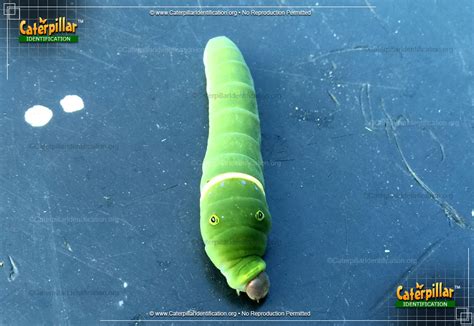 Eastern Tiger Swallowtail Caterpillar