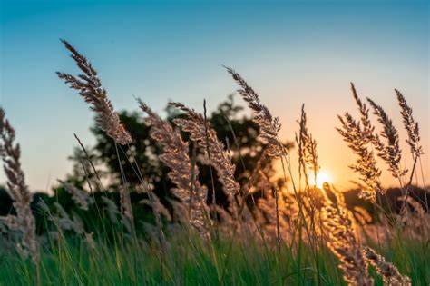 Premium Photo Tall Grass In A Green Meadow Warm Summer Evening With