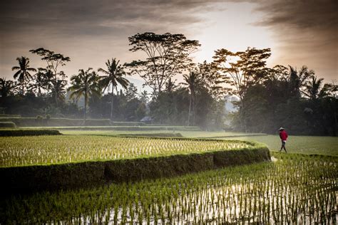 Subak Juwuk Manis Ubud Rice Field Di Ubud