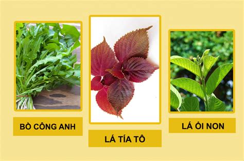 Dữ liệu tổng hợp bệnh tay chân miệng 9 loại lá cây chữa bệnh dạ dày tốt hơn uống thuốc Tây ...