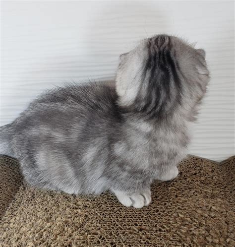 Official colour is black silver tabby van (ns 21 01). Munchkin Cats For Sale | Los Angeles, CA #288578 | Petzlover