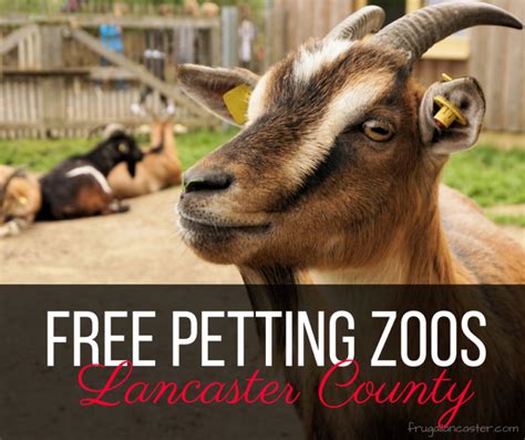 Free Petting Zoos In Lancaster County
