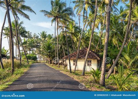 Rural Landscape With Village House And Palm Trees Plantation In Kerala