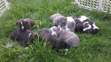 He gets along great with children and other pets. ADBA REGISTERED AMERICAN PIT BULL TERRIER PUPPIES-DEPOSITS ...