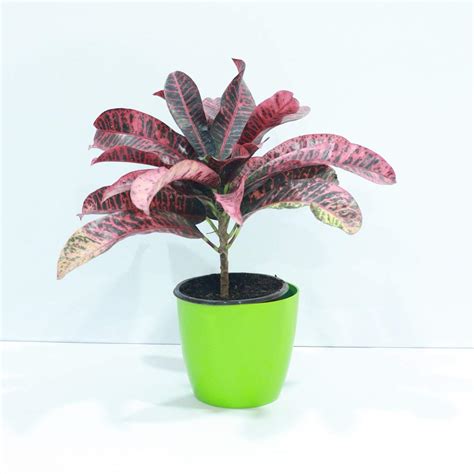 Croton Red Plant Online Plants And Flowers Delivery In Lucknow Free