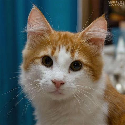 30 Most Adorable Orange Norwegian Forest Cat Pictures