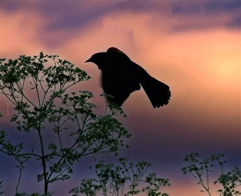 In Memory Of Blackbird Swittersb And Exploring