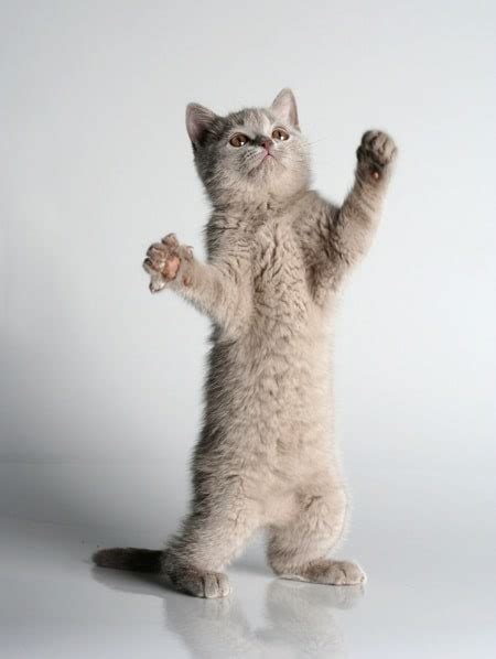 Four Reasons Your Cats Scent Glands Are Awesome Catster