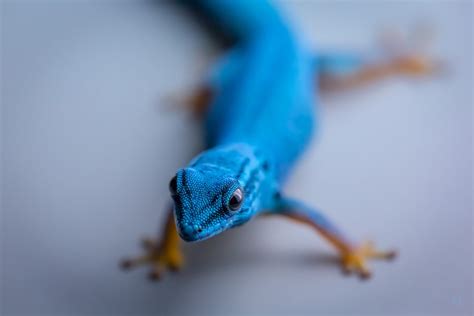 Blue Lizard Reptiles Gecko Animals Hd Wallpaper Wallpaper Flare