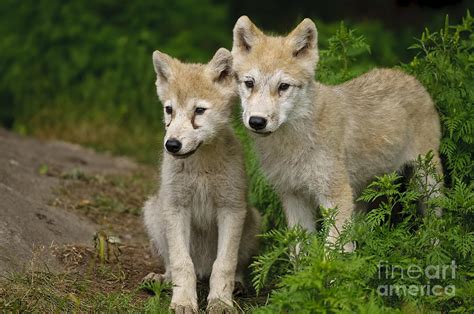 Arctic Wolf Puppies Photograph By Wolves Only