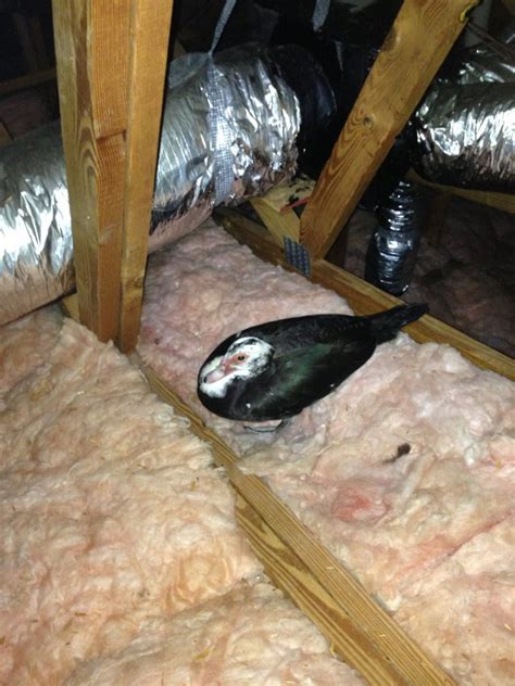 ATTIC RESTORATION by Affordable Wildlife Removal