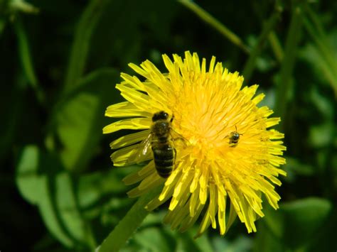 Free Images Nature Meadow Dandelion Flower Petal Green Insect