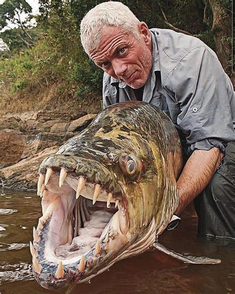 The Goliath Tiger Fish Thedepthsbelow