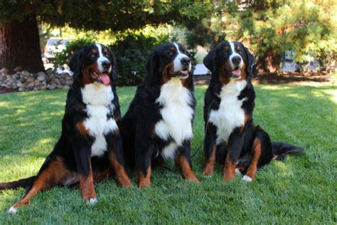 Top 8 Best Bernese Mountain Dog Breeders In Colorado Co