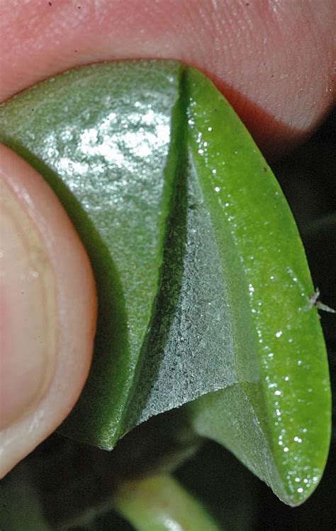 Prickly pear cactus can lower blood sugar levels in people with diabetes. Beyond the Human Eye: Plant Cuticles