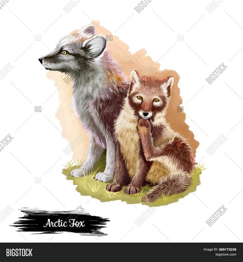 Arctic Fox Isolated On Image And Photo Free Trial Bigstock