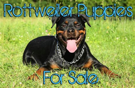 Rottweiler puppies are energetic balls of fun. Rottweiler Information Archives - Rottweiler Puppies For Sale