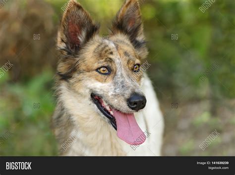 Dog Outdoors Beautiful Image And Photo Free Trial Bigstock