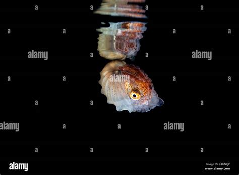 Paper Nautilus With Reflection On The Water Surface Argonauta Argo
