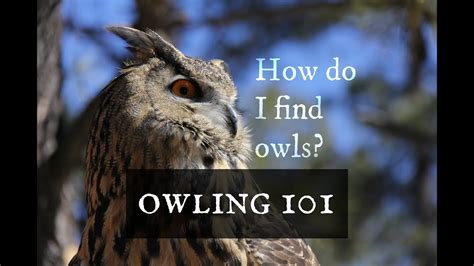 Owling 101 How Do I Find Owls Youtube