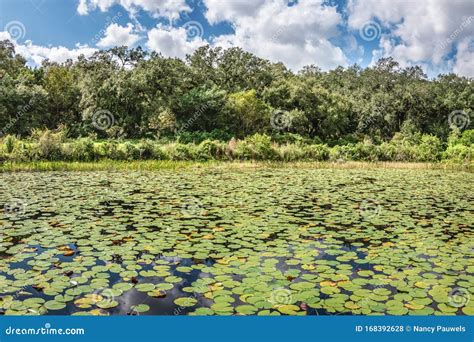 Water Lily Landscape Everglades National Park Florida Stock Photo