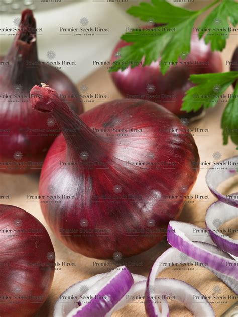 Onion Red Burgundy Onion Premier Seeds Direct Ltd