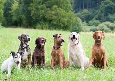 Die Beliebtesten Hunderassen Deutschlands Im Jahr 2017