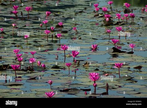 Nymphaea Rubra Also Know As Red Water Lily Lal Shapla Dhaka