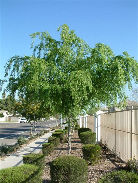 Many other ships that were blocked in the suez canal last week were also discovered to be carrying. Ulmus parvifolia