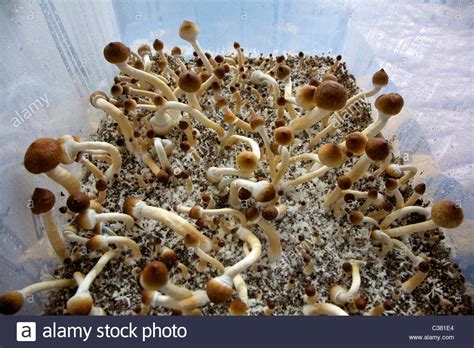 Ecuadorian Psilocybe Cubensis Mushrooms Growing In A Terrarium In Stock