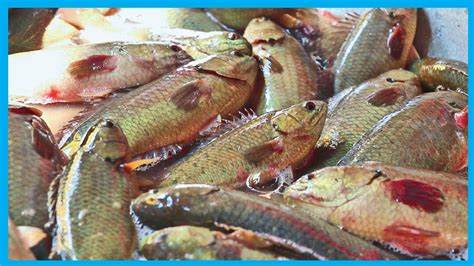 At petco, we're setting the new standard for nutrition by eliminating all dog and cat food and treats that contain artificial ingredients. Exclusive Fresh Fish Market Near Me (Part 29) | Fish Corn ...