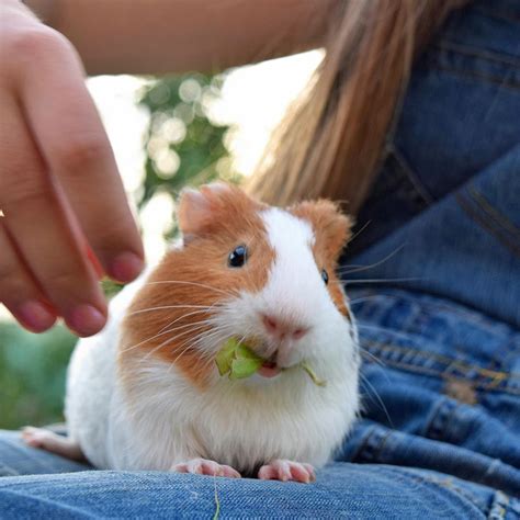 The average lifespan of a piggy is from 5 to 7 years. How To Play With Your Guinea Pig - Lafeber Co. - Small Mammals