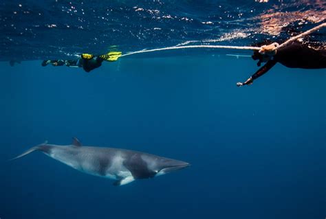 Swim With Australias Marine Life Tourism Australia Minke Whale