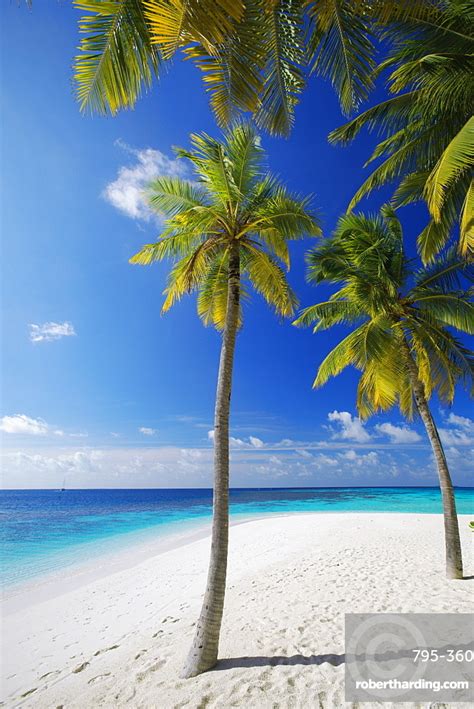 Palm Trees On Beach Maldives Stock Photo