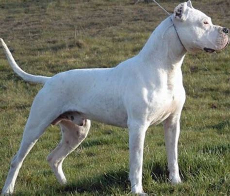 Maybe you would like to learn more about one of these? grande dogo argentino | Raza de perro dogo, Razas de ...