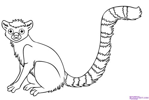 Ring Tailed Lemur Drawing At Getdrawings Free Download