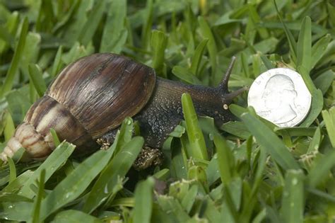 Invasive Giant African Land Snail Sightings Reported In Florida Again
