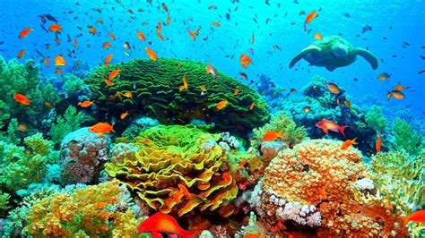 Petition · Steven Miles Save The Great Barrier Reef From