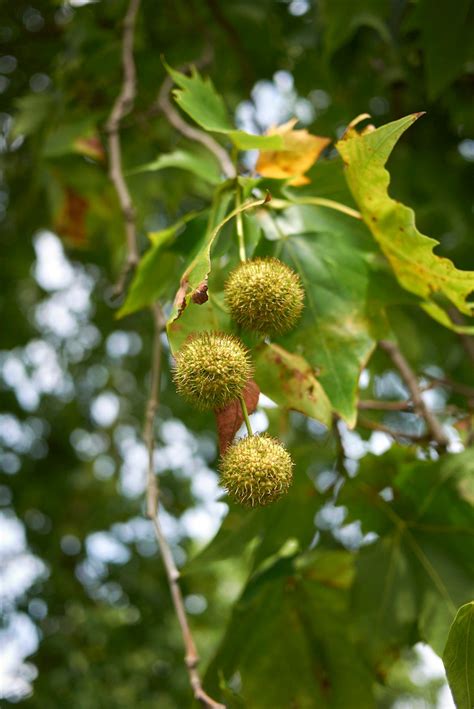 Plane Tree Seed Propagation Can You Grow Plane Trees From Seed