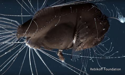 The Curious And Unusual Mating Habits Of Anglerfish Captured On Film